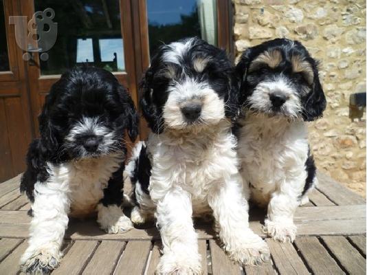 PoulaTo: Cavapoo Red